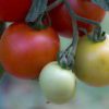 white tomatoes