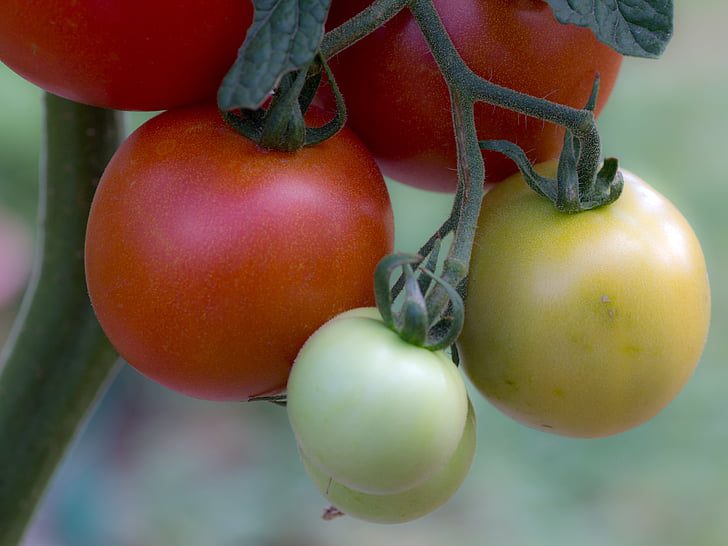 white tomatoes