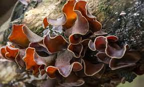 wood ear mushrooms