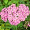 yarrow