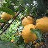 yellow lemon tree leaves
