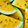 yellow watermelon