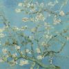 Almond blossoms