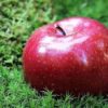 Apples benefit