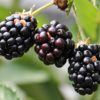 Are Blackberries A Fruit