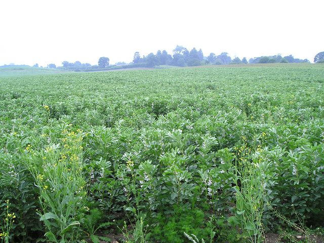 Field beans