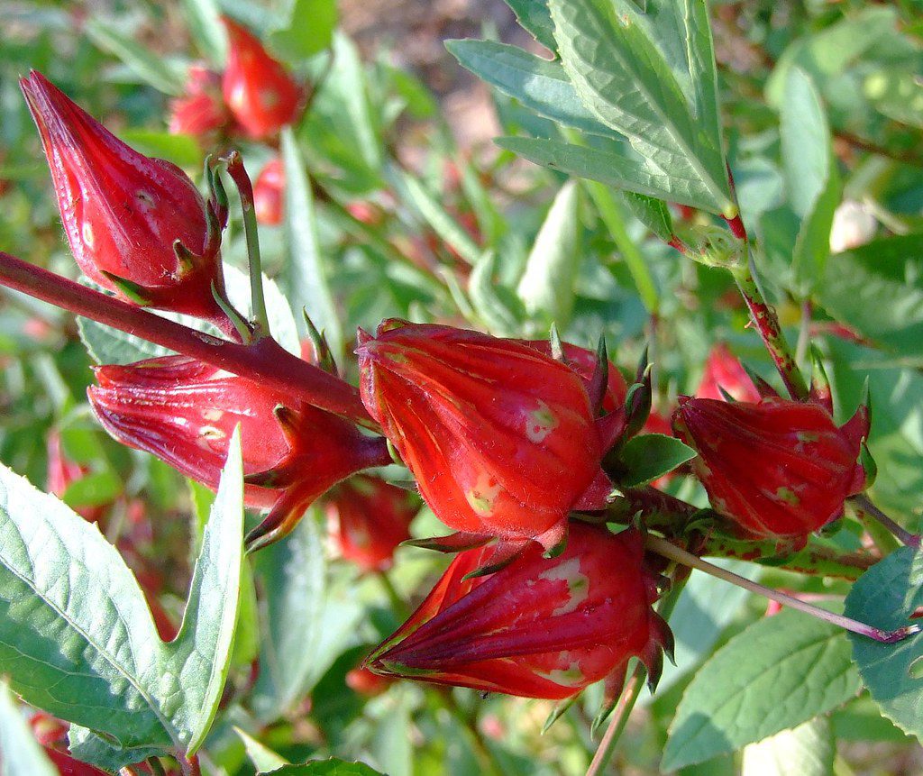Roselle