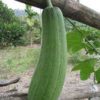 Snake gourd