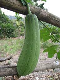 Snake gourd