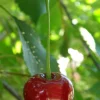 Sour cherries