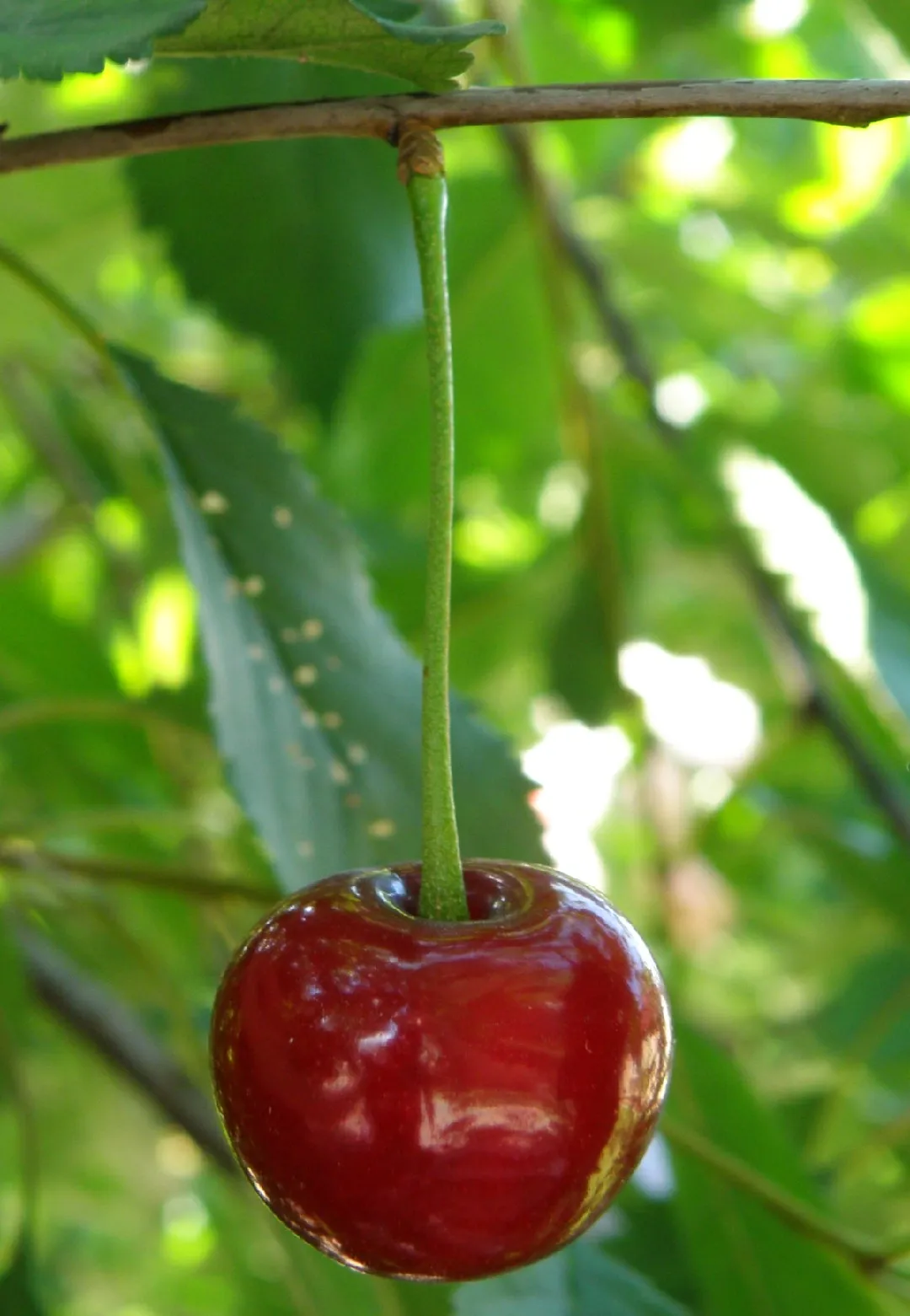 Sour cherries