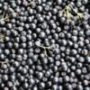 acai fruit
