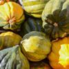 acorn squash