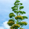 agave flower