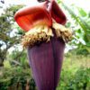 banana flower