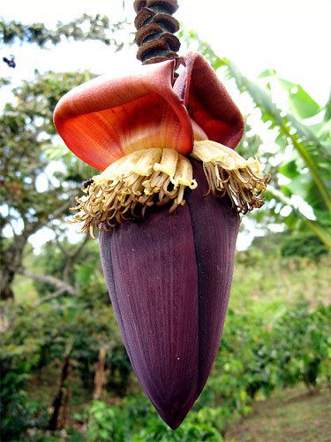 banana flower