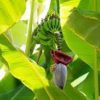 banana leaf plant