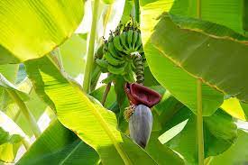 banana leaf plant