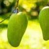 big mangoes