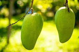 big mangoes