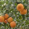 bitter orange