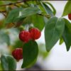 brazilian cherries