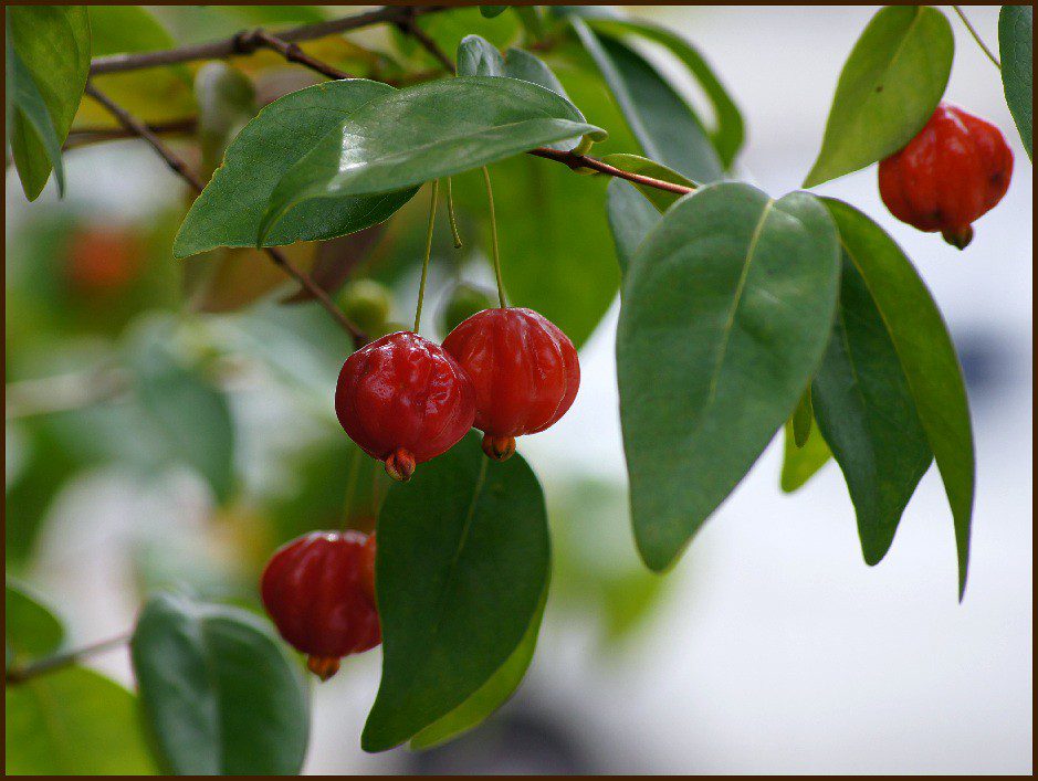 brazilian cherries