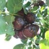 burdekin plum
