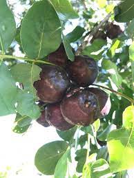 burdekin plum