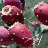 cactus fruit