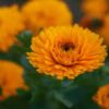 calendula flowers