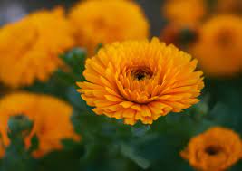 calendula flowers