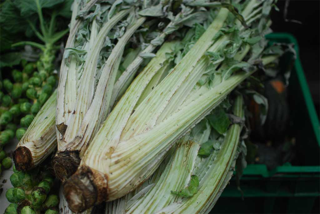 cardoons