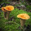 chanterelle mushrooms