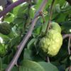 cherimoya