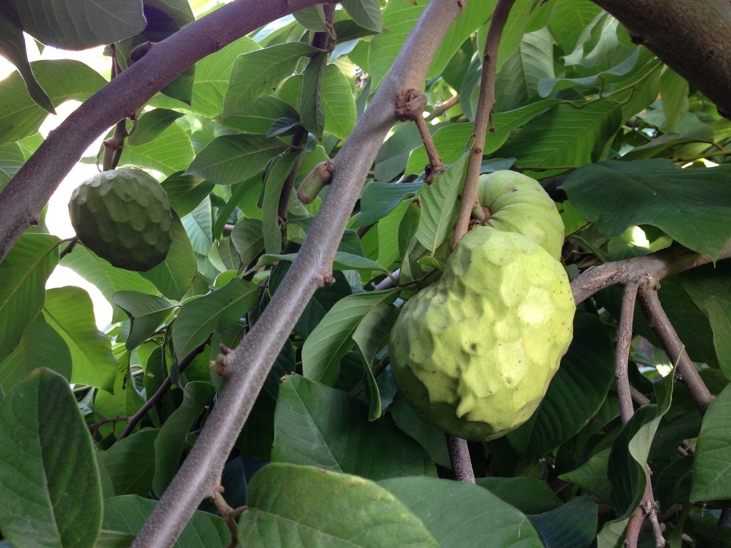 cherimoya