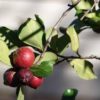 cherry guava