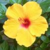 china rose