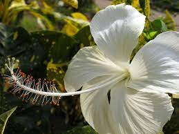 chinarose