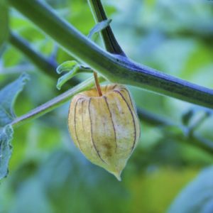 chinese gooseberries