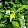 cinnamon tree