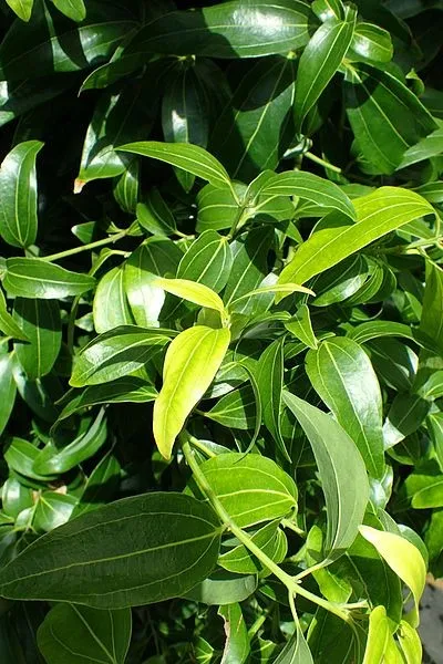 cinnamon tree