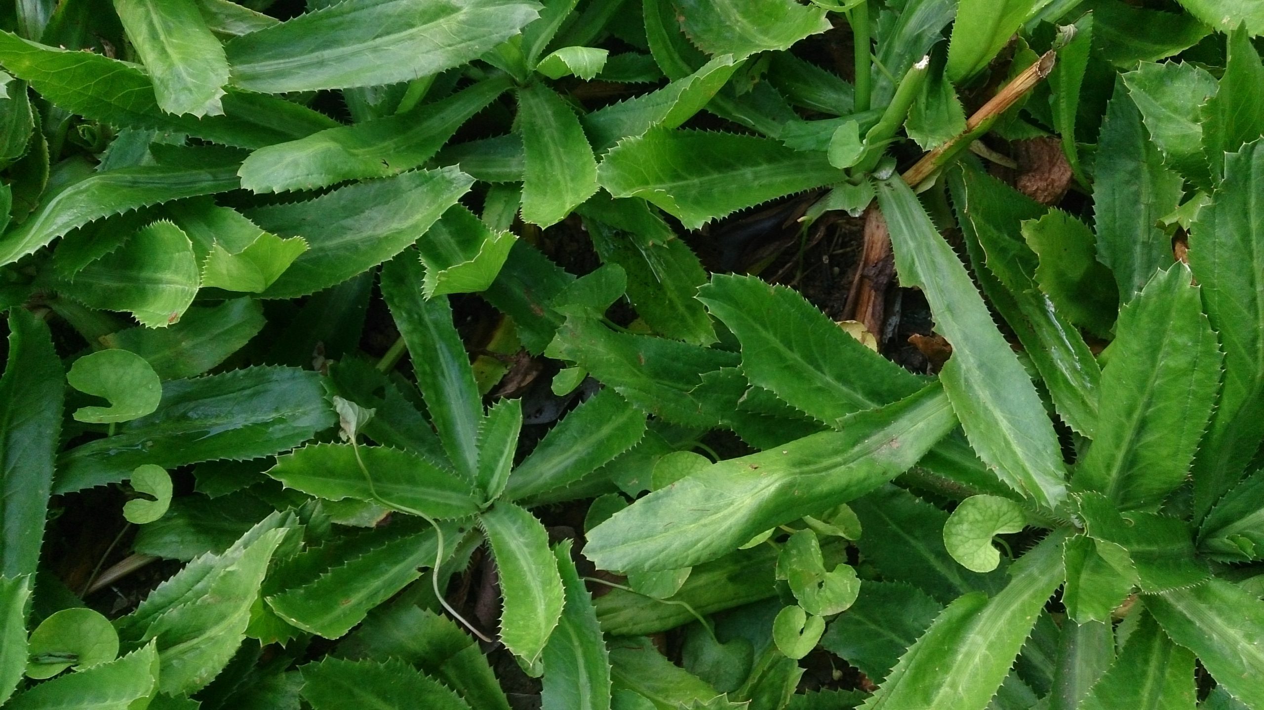 culantro