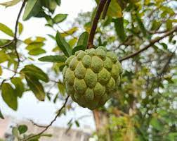 custard apple trees