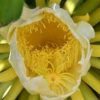 dragon flower fruit