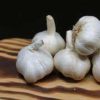 elephant garlic