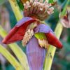 flower of banana