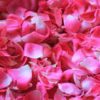 flower petal