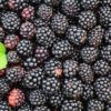 fruit blackberry