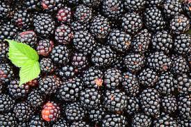 fruit blackberry
